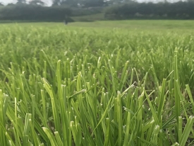 reseeding