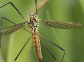 fly