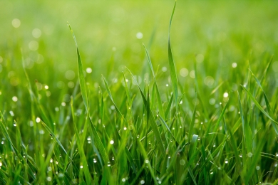 moist grass