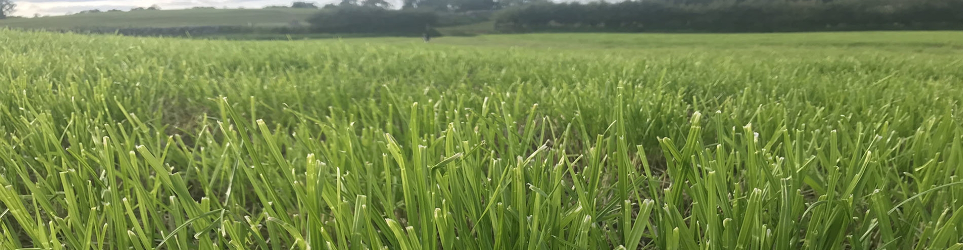 reseeding