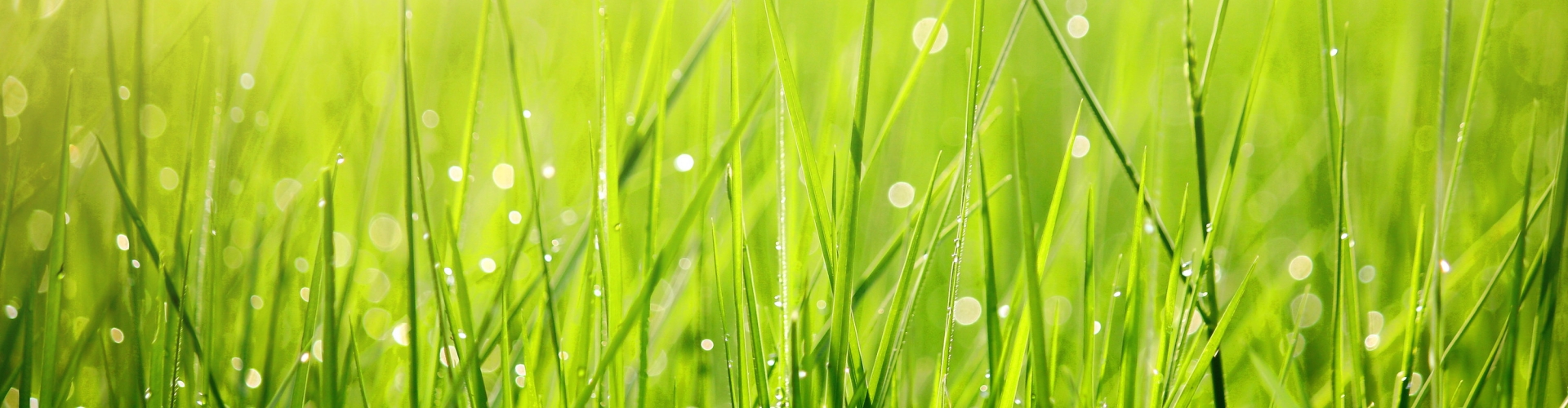 grass