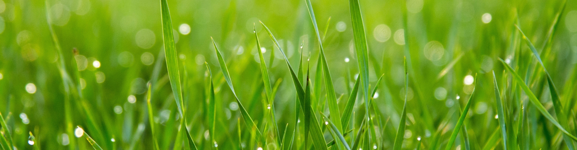 moist grass