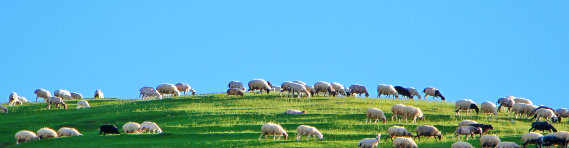 herd of sheep eating grass