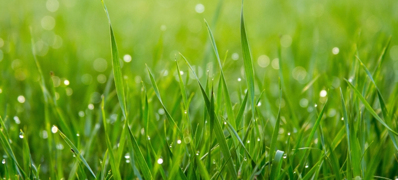 moist grass
