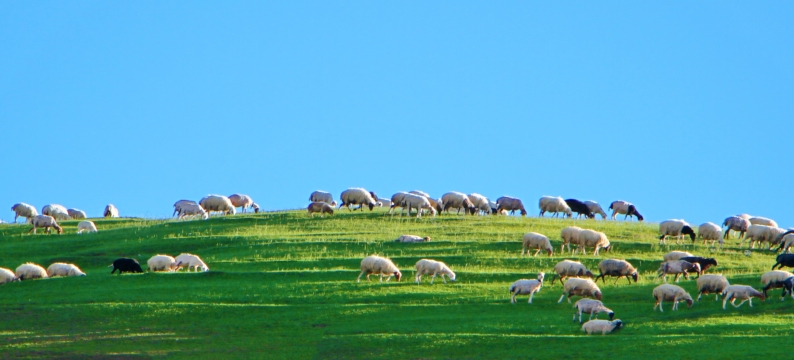 herd of sheep eating grass
